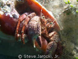 Hermit Crab, found it on a beach dive in Riveria Beach Fl... by Steve Jarocki, Jr. 